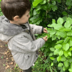 leaf 1 1