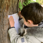 tree rubing